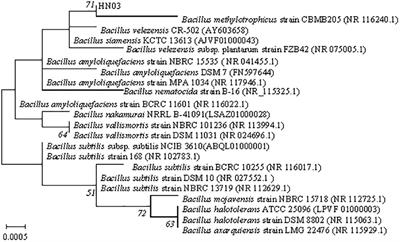 The Soil Nutrient Environment Determines the Strategy by Which Bacillus velezensis HN03 Suppresses Fusarium wilt in Banana Plants